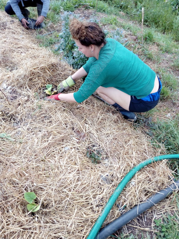 Workshop mulching the courgette