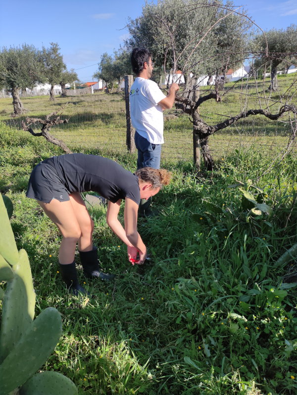 Workshop pruning the vines